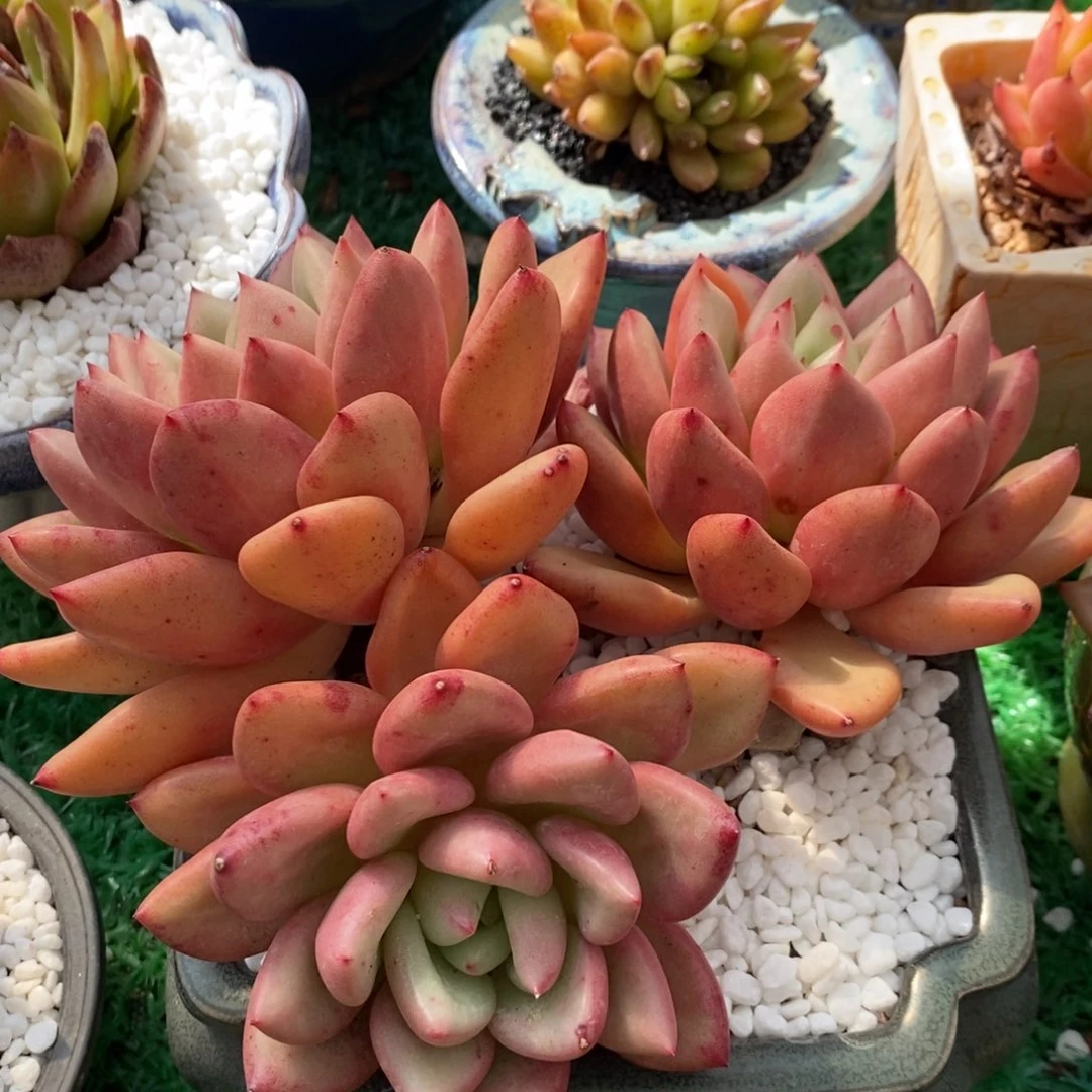 初音多肉植物盆栽