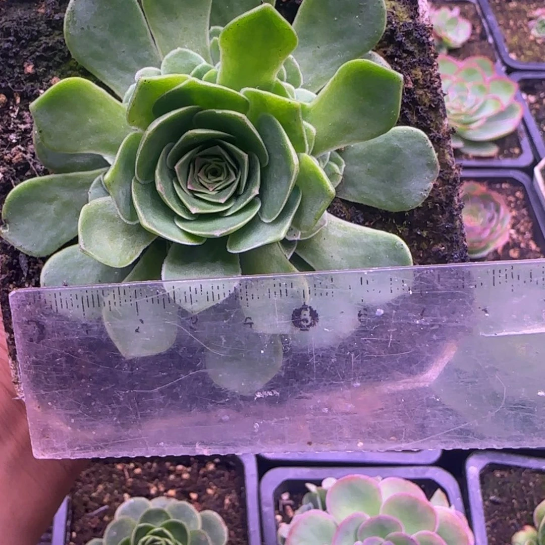 花未央玫瑰7厘米1242424242