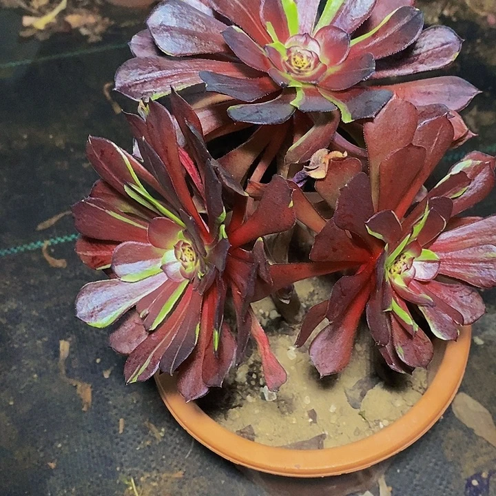 花萝莉多肉植物法师