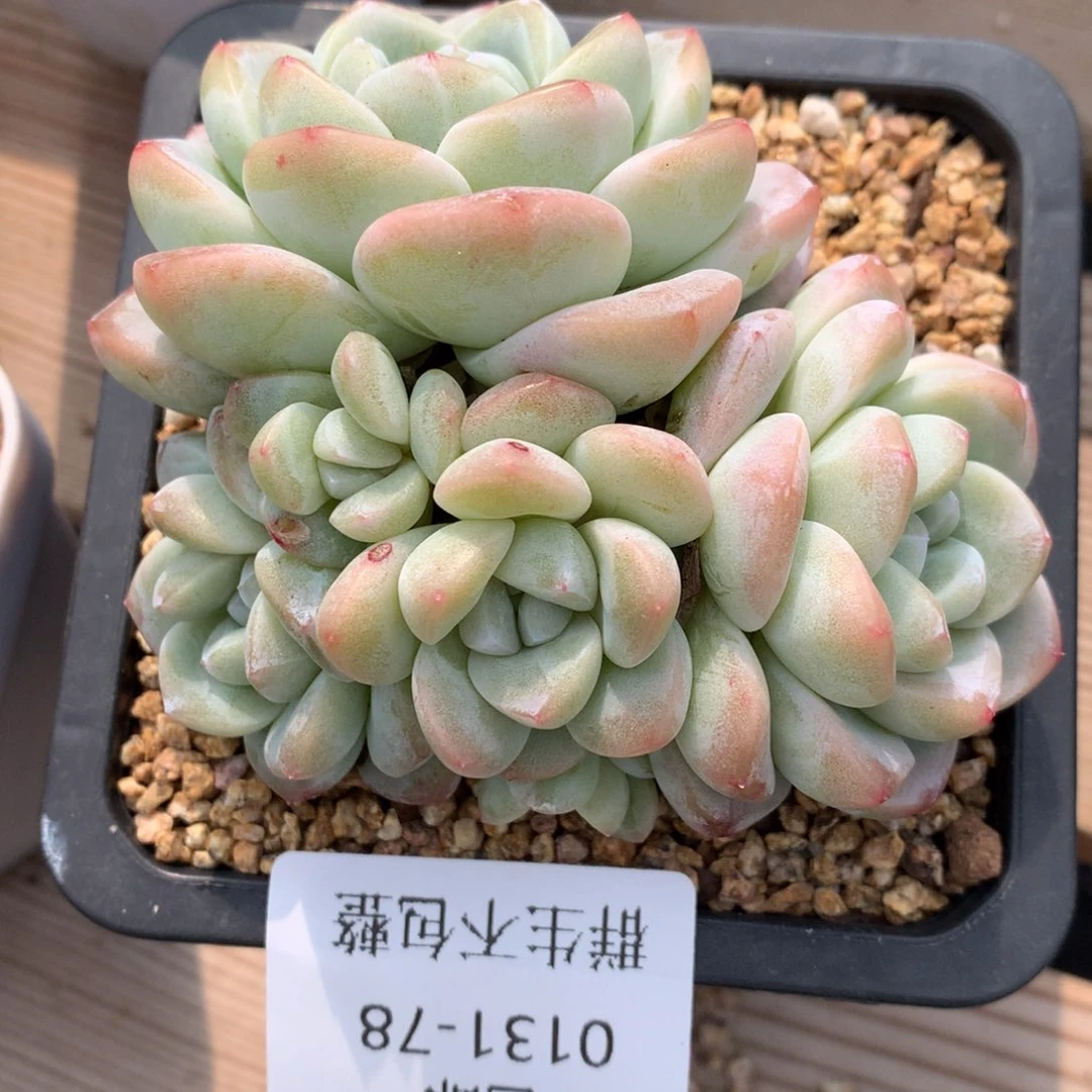 0131-78 冰玉优选