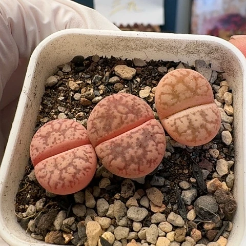 2925源氏玉母本带盆土发货