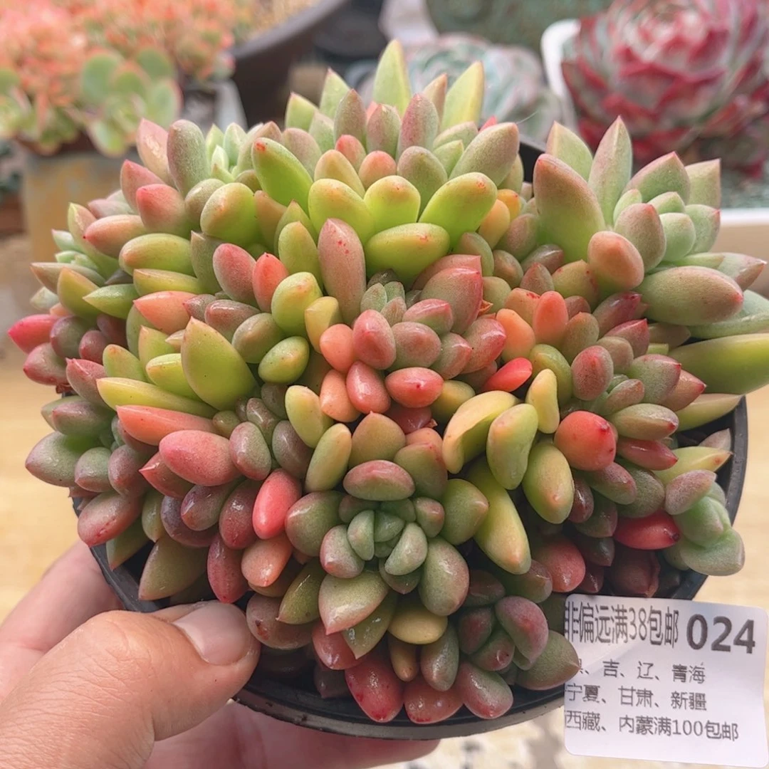 024彩体贵妃美人德华多肉