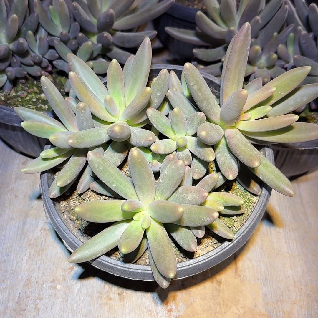 烟 花美人整无砍群生