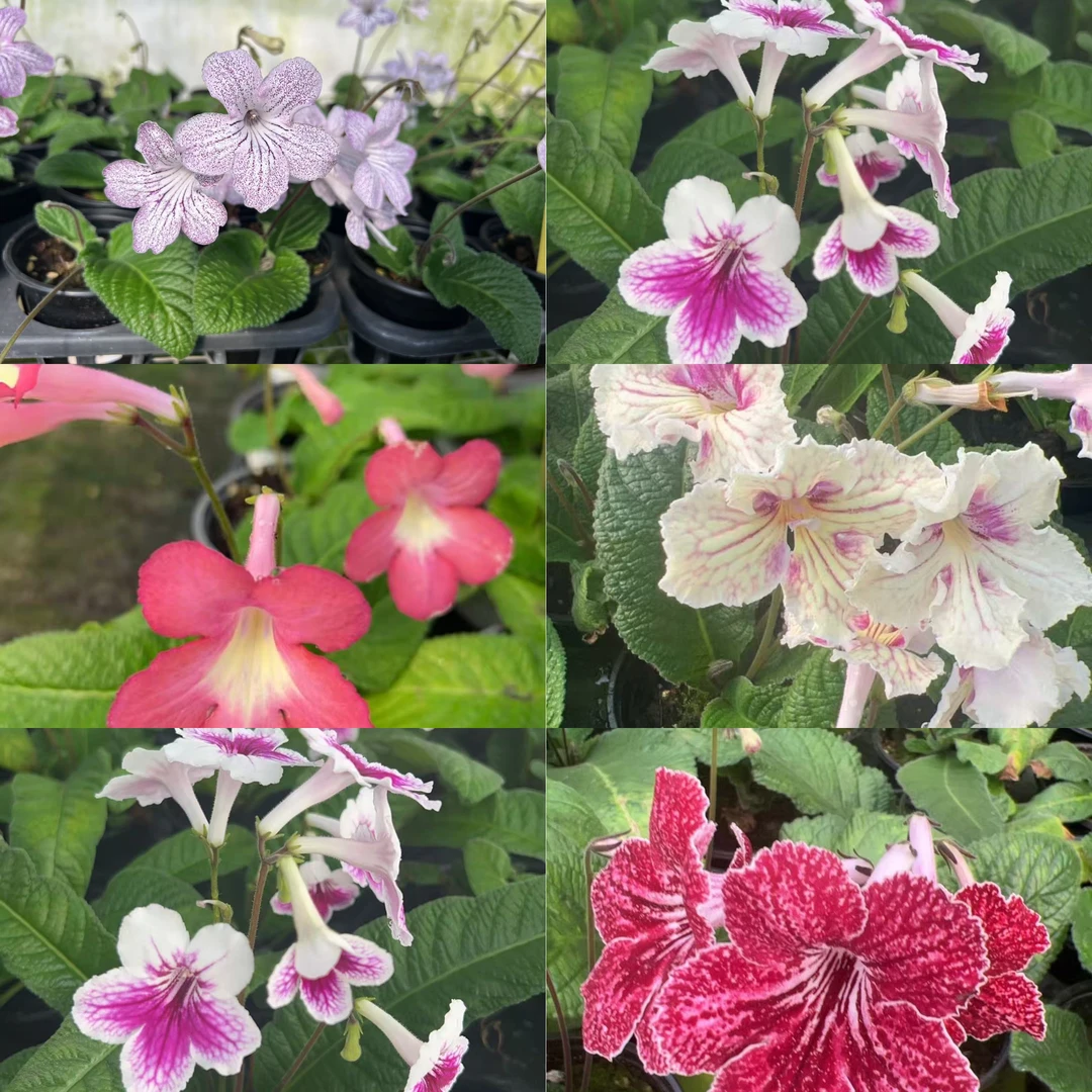 堇兰花 皮草等苦苣苔 室内观赏植物耐阴花期长 多年生