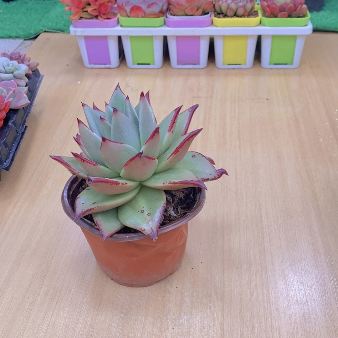 无花朵多肉植物 乌木90