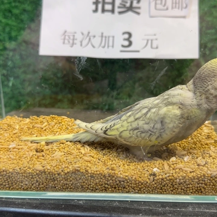 虎皮鹦鹉大头虎皮鹦鹉