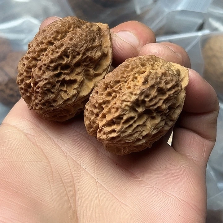 核桃46号花彩珊瑚蟾40尺