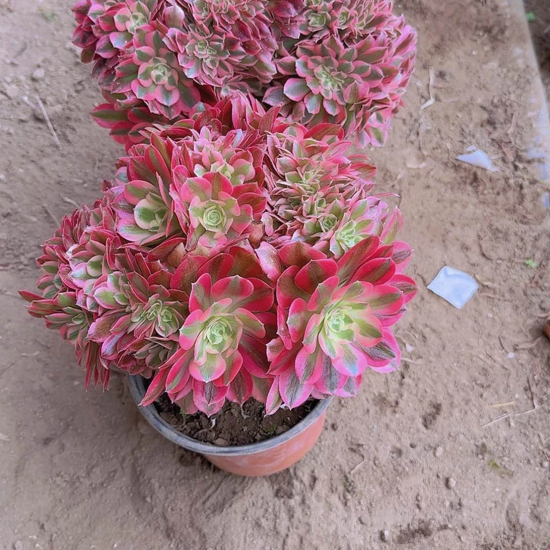 淡*缀话吞吐发货缀话