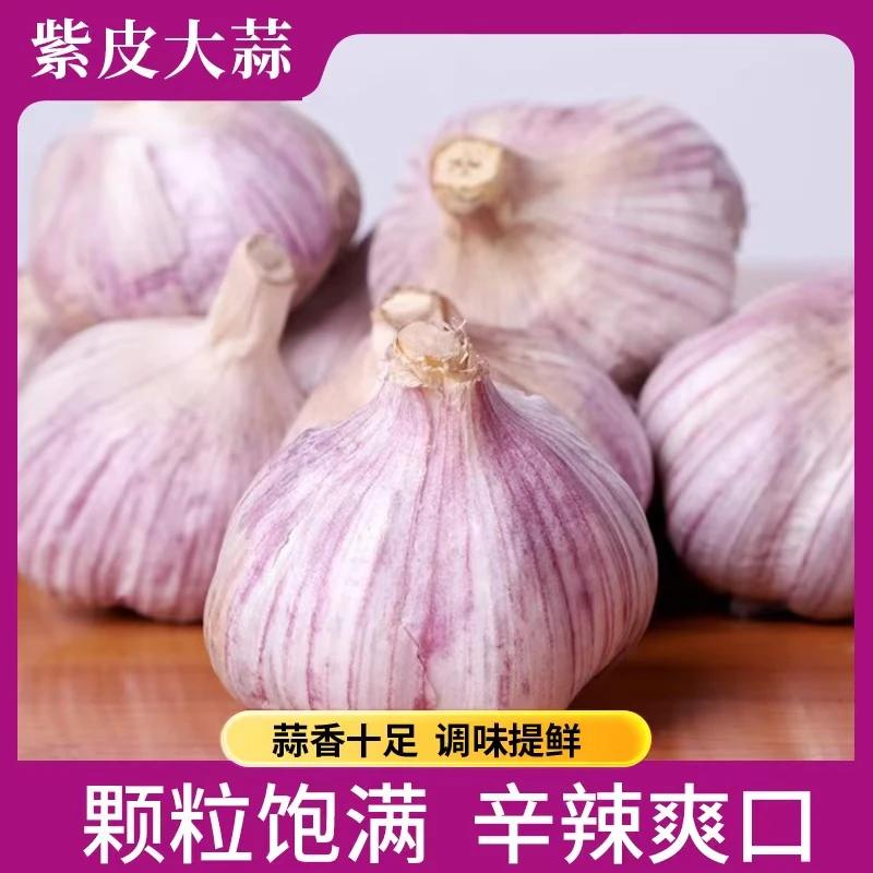 果径4-8cm左右高品质紫白皮干大蒜香辣味十足可腌制腊八蒜糖醋蒜