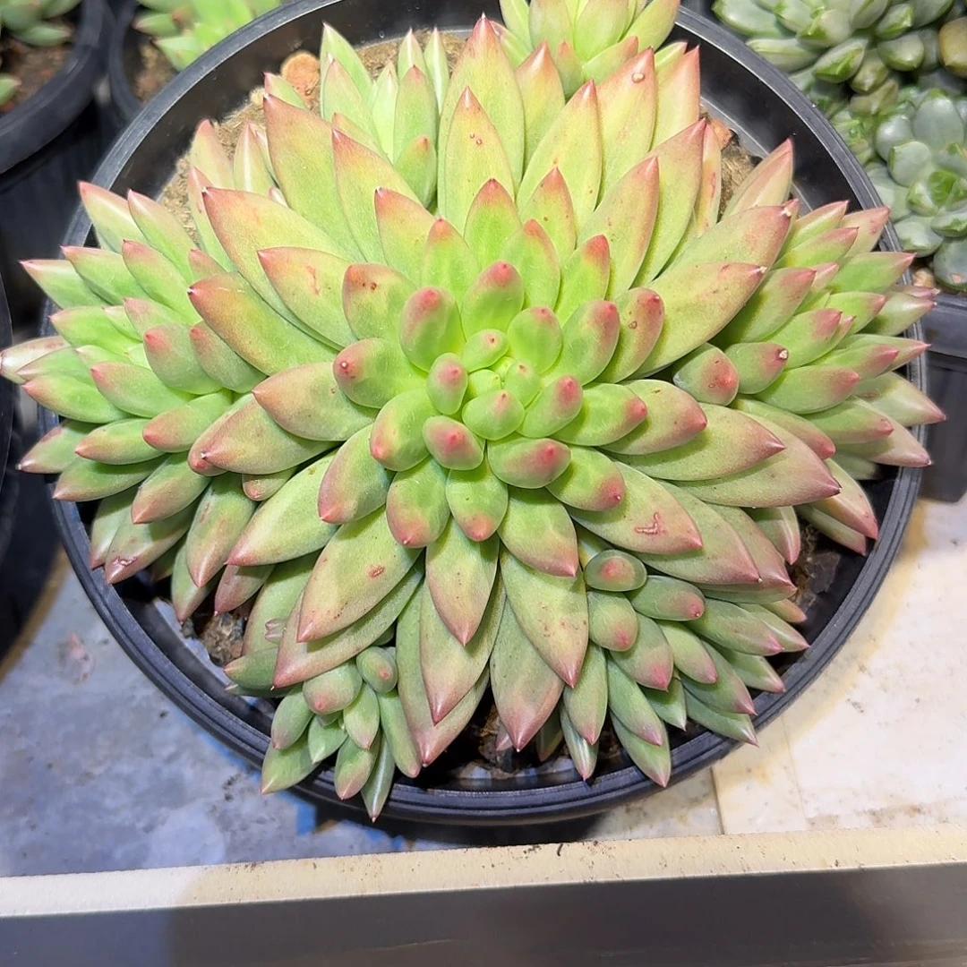 米其朵整无砍群生多肉