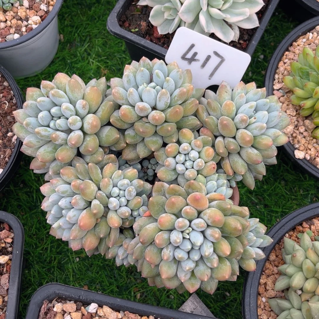 兰****?417fghjjjjjjjjjj