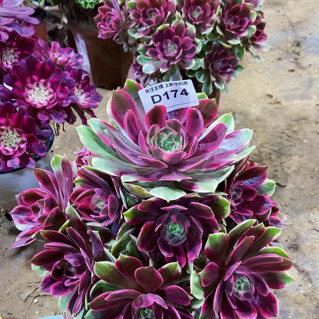 余***伴多肉1740000000000