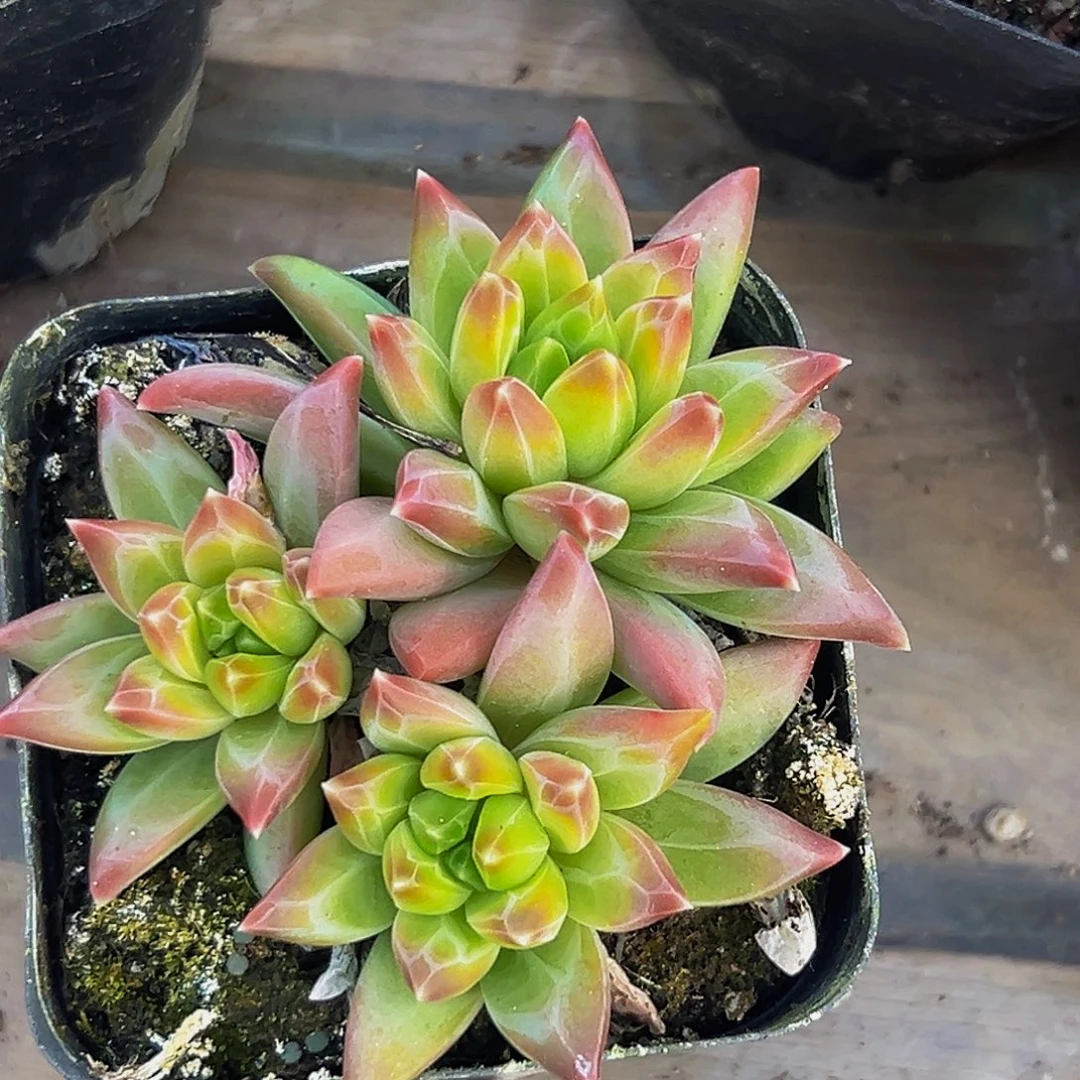 美美金品多肉美人系