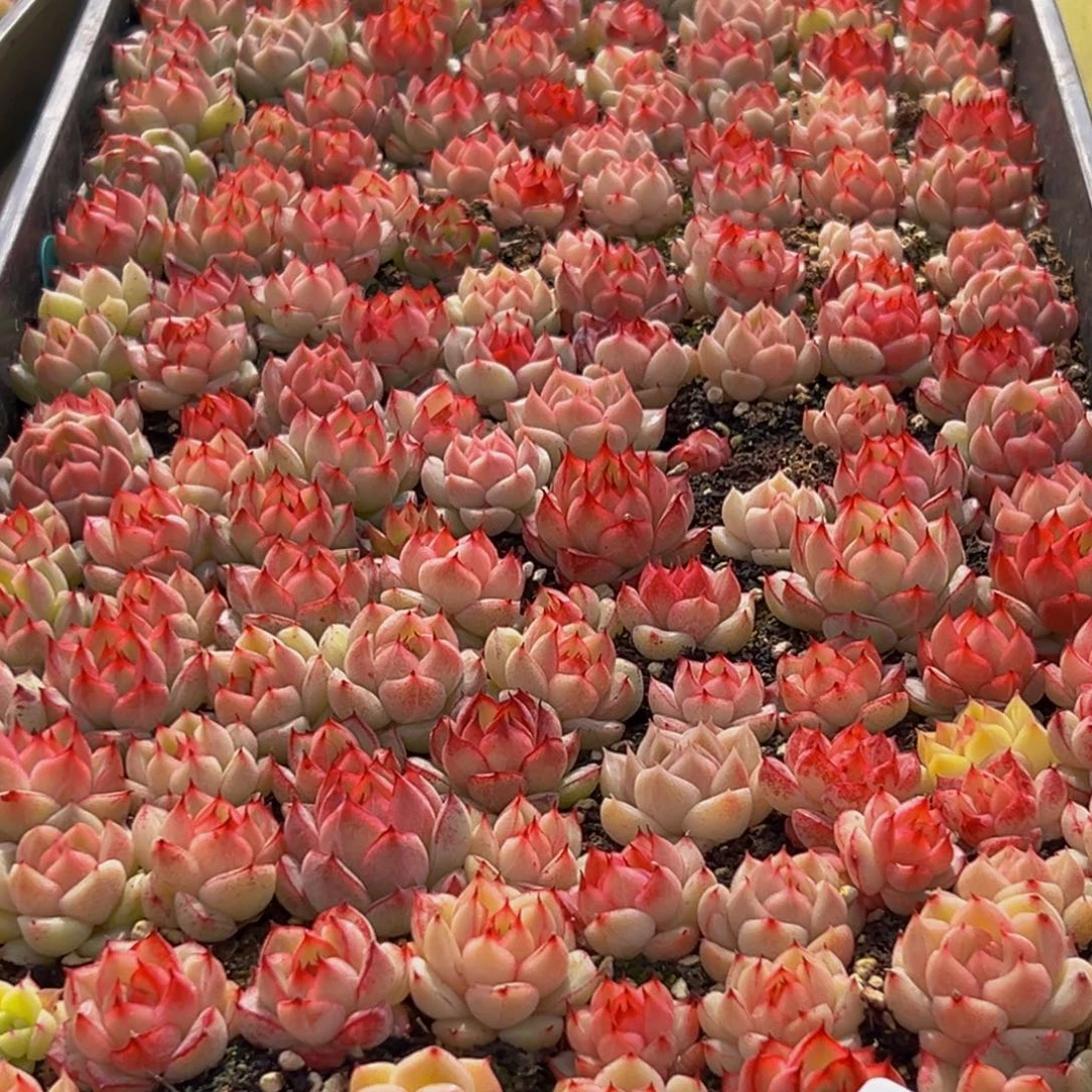 169大热天的一个小时后我