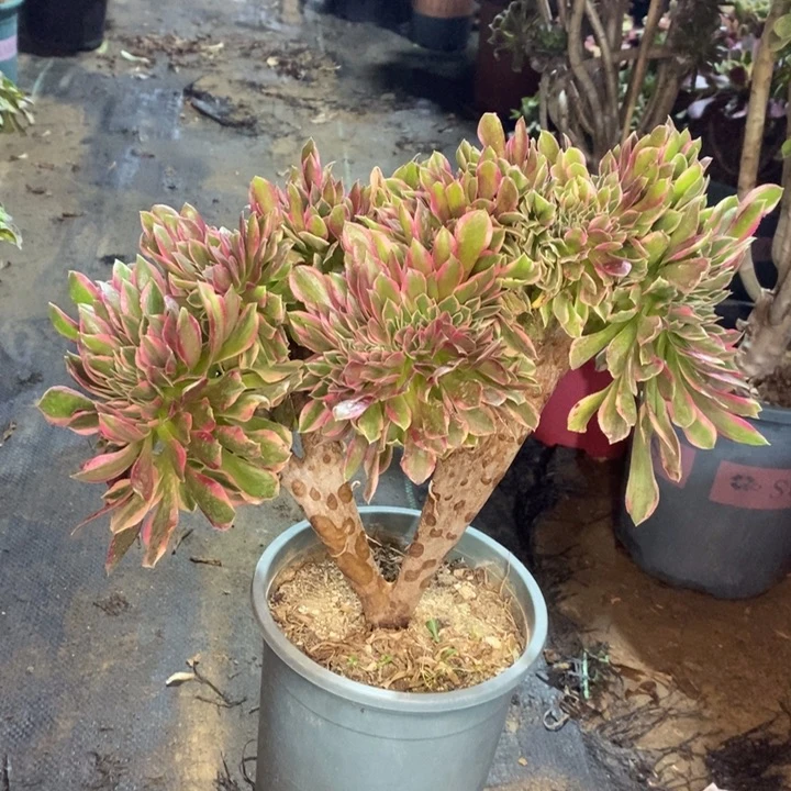 女神缀多肉植物19