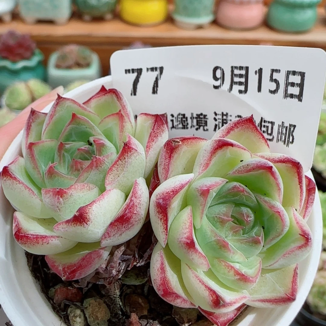 花语逸镜0915-77女王