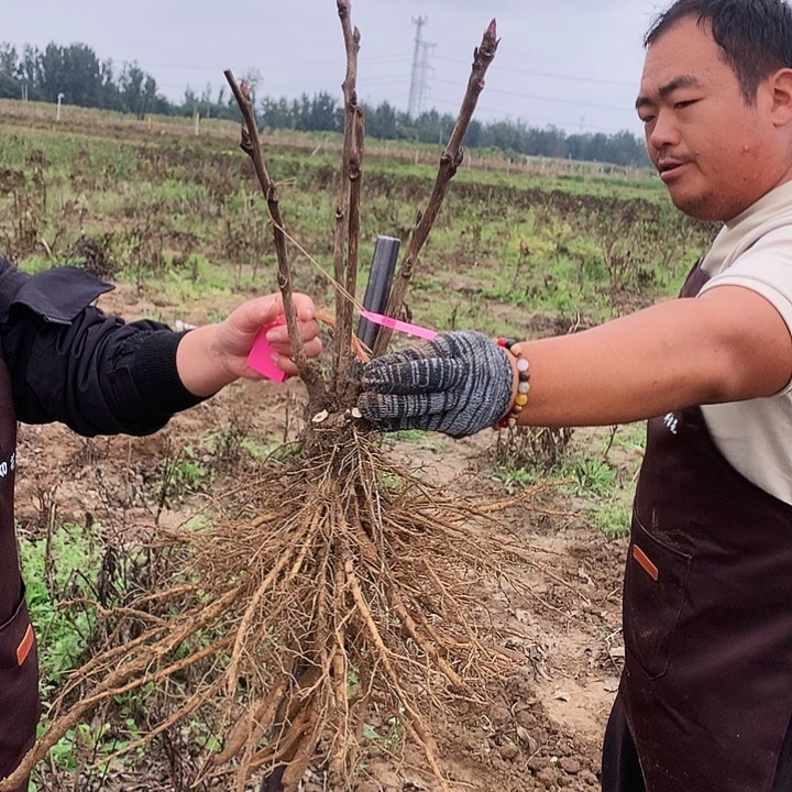 当前无花朵，栽培后可花朵八千代椿14