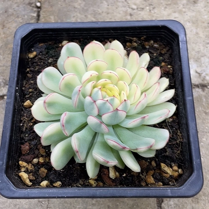 梦幻玫瑰阴阳一物一拍