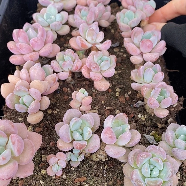 120 多肉植物盆栽花卉植物