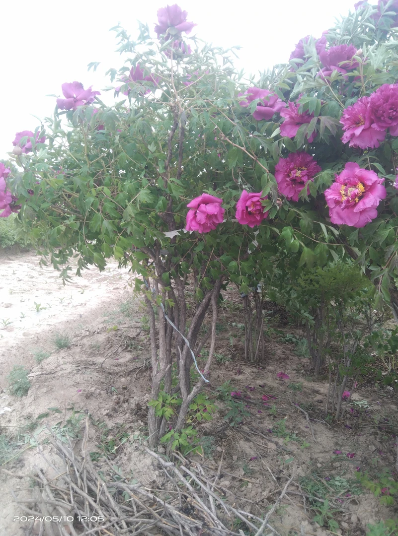 甘肃紫斑牡丹自产自销（不包邮运费到付）