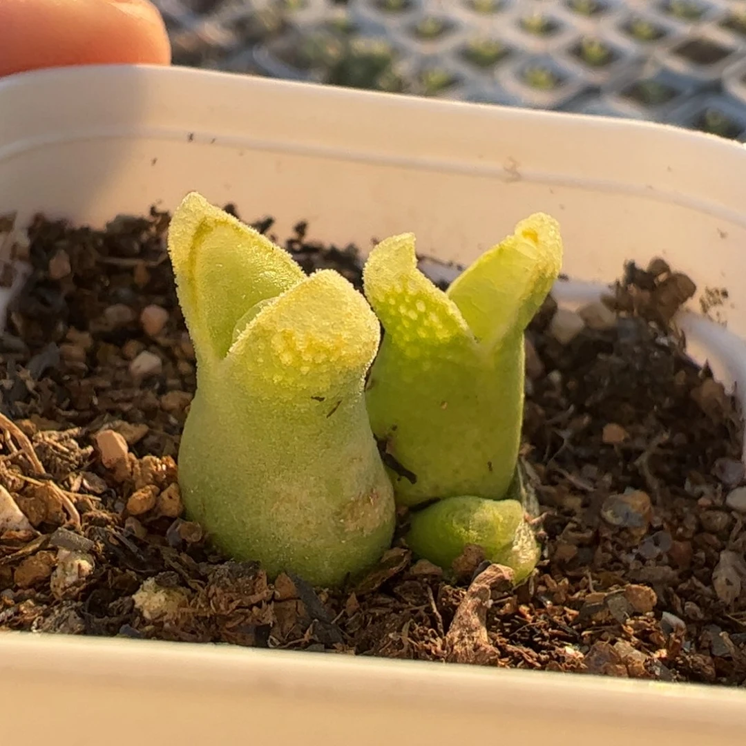 冰奶瓶多肉植物百科