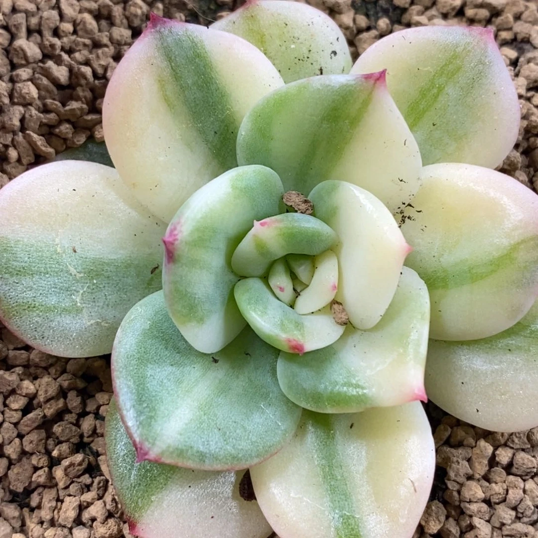 159三文鱼锦    小方花圃一物一拍