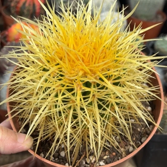 当前无花栽培后可以开花实生怒虎