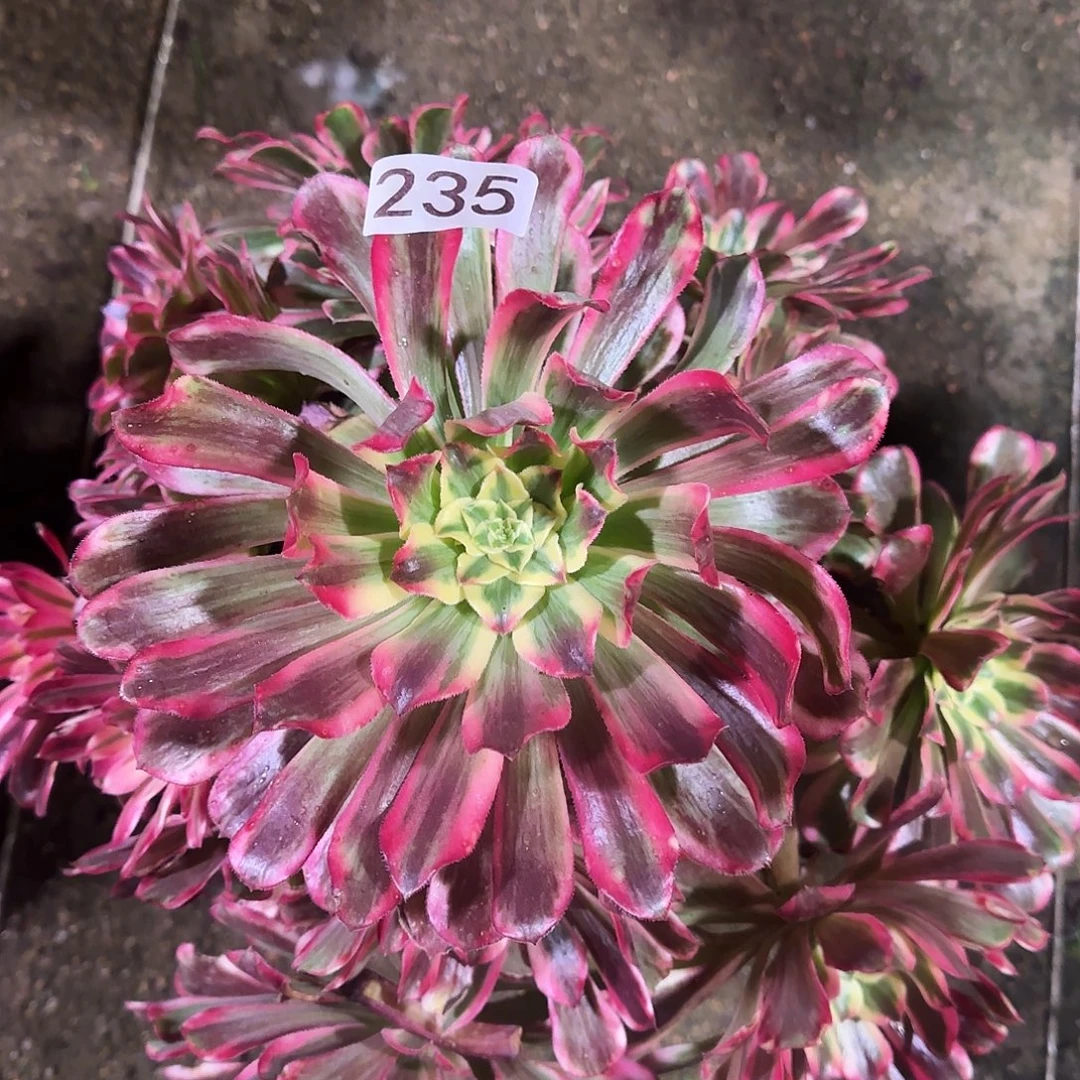 多肉植物波斯法师235