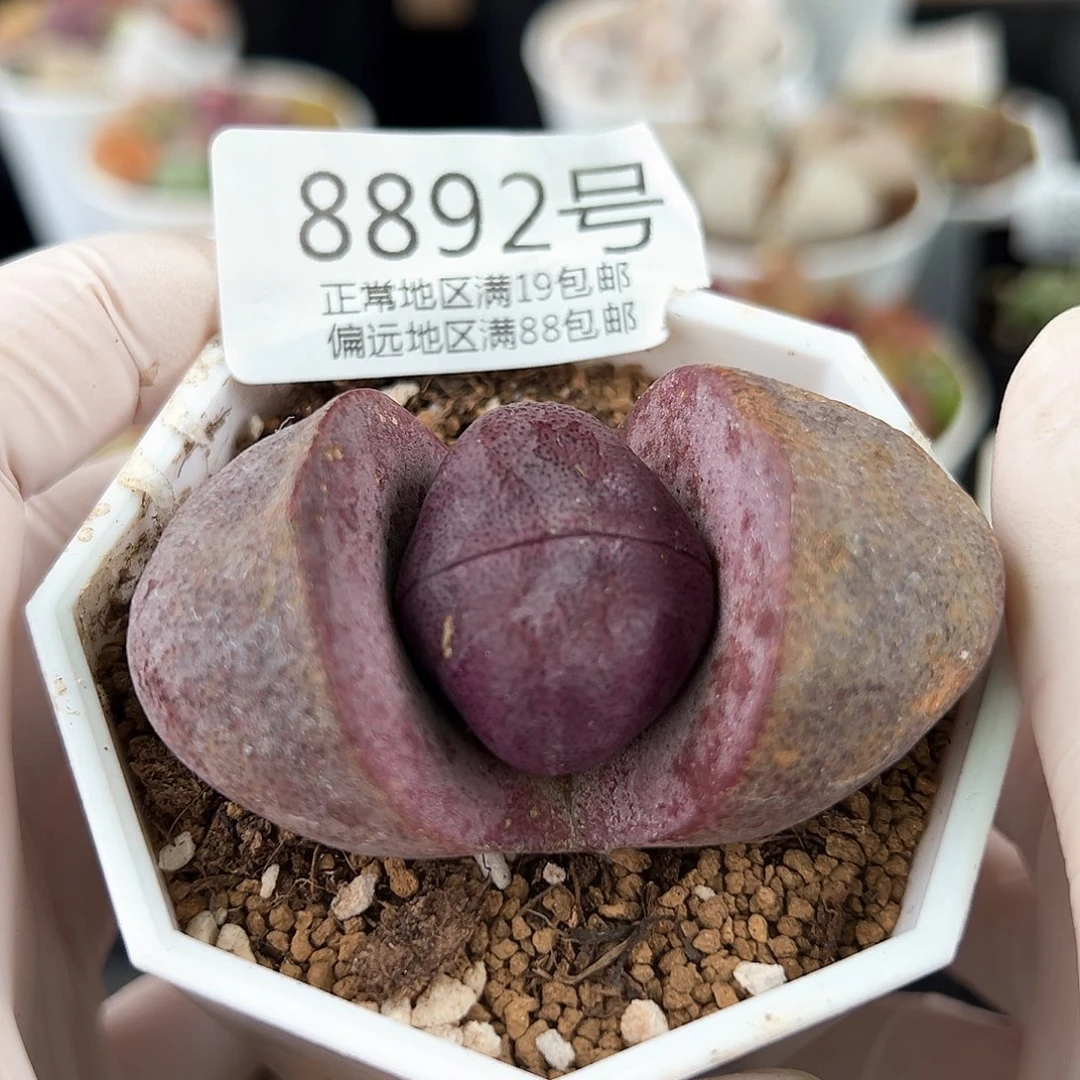 好养易活生石花大母本8892