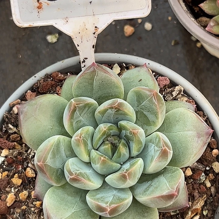 暗纹一物一拍652.