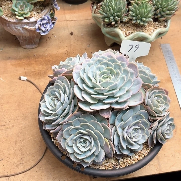 多肉植物，蓝色惊喜79号