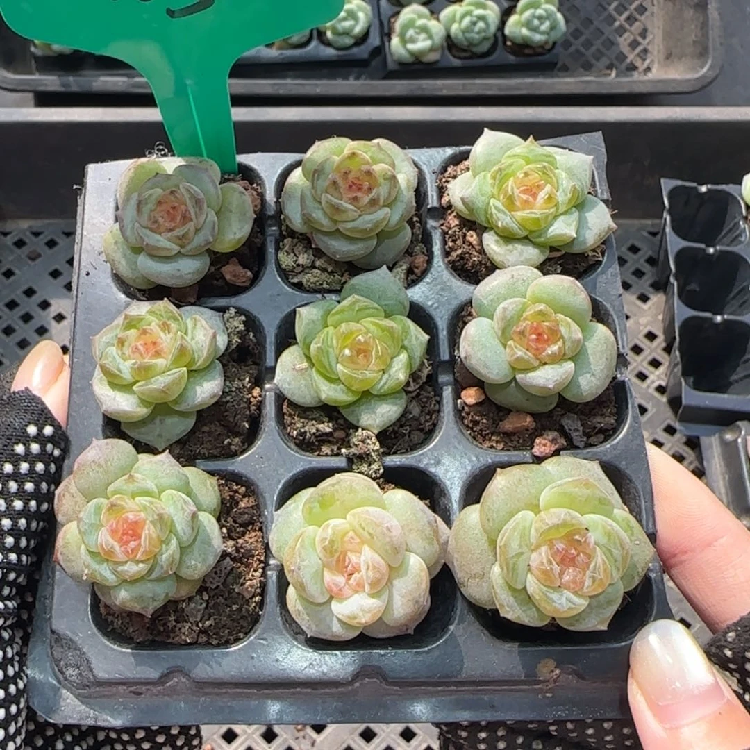125 满38包邮➗偏远发货后不支持退货退款