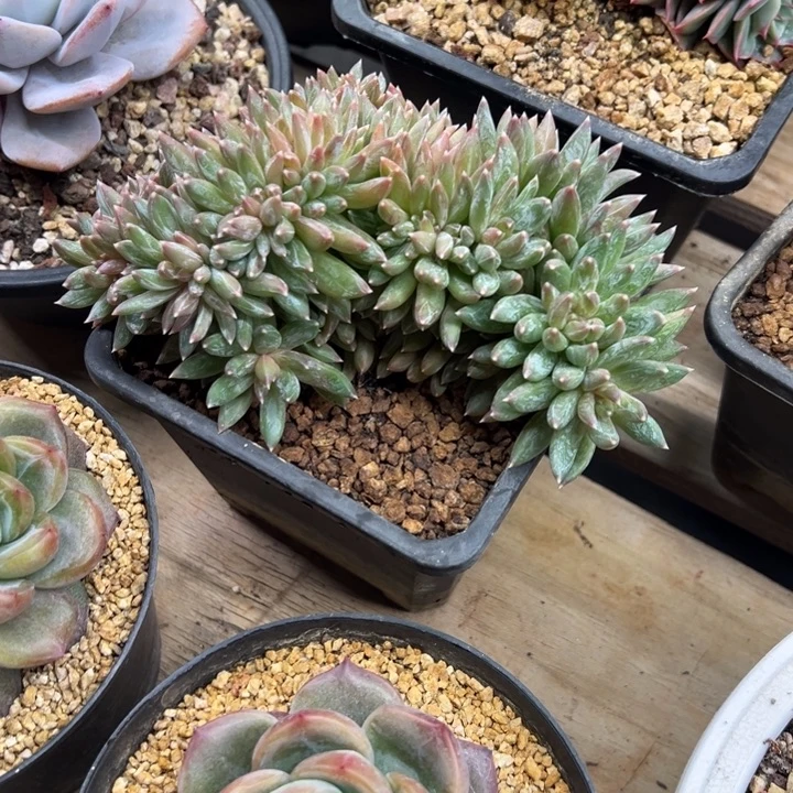 炫彩星缀化 夏鸣园艺