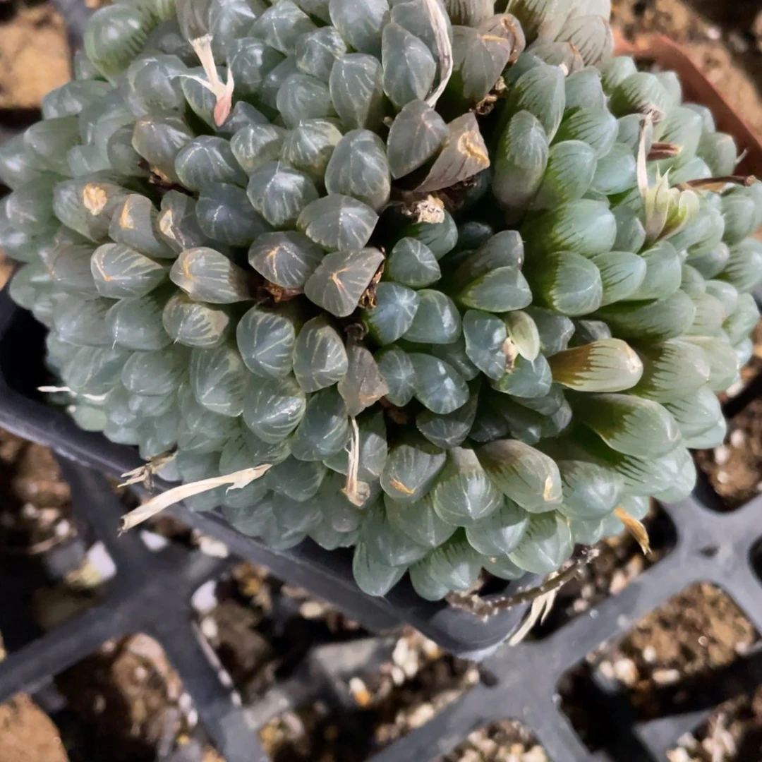 ?****景孙灯群母本。