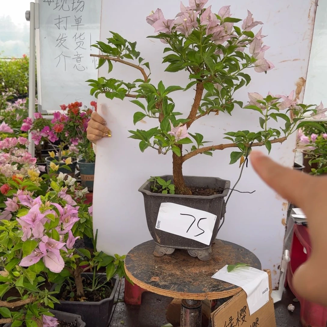 大部分花苞少量开放75 金夫人