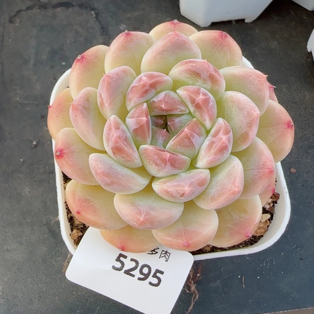 黄冰魄，5295多肉植物