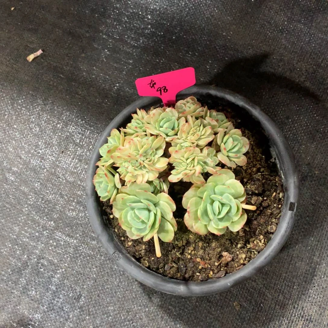 多肉植物多肉植物