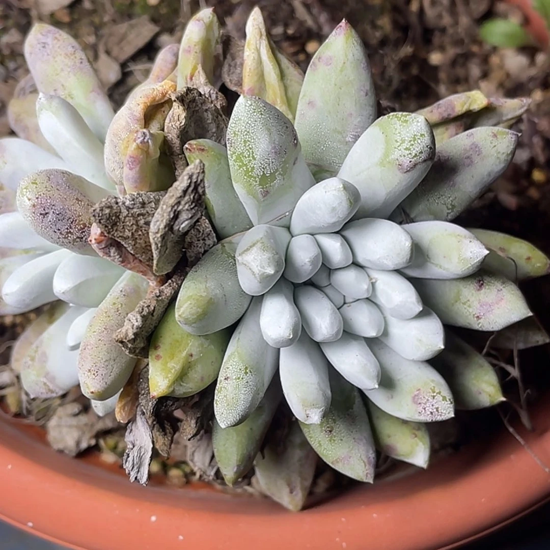 【闪购商品】农**叔拇指特价