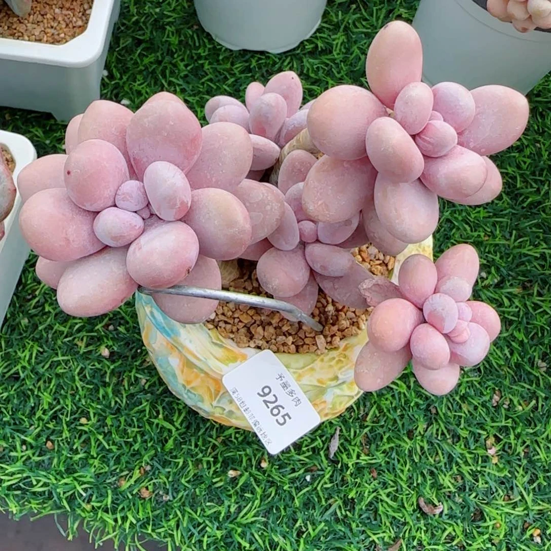 奶酪，9265多肉植物