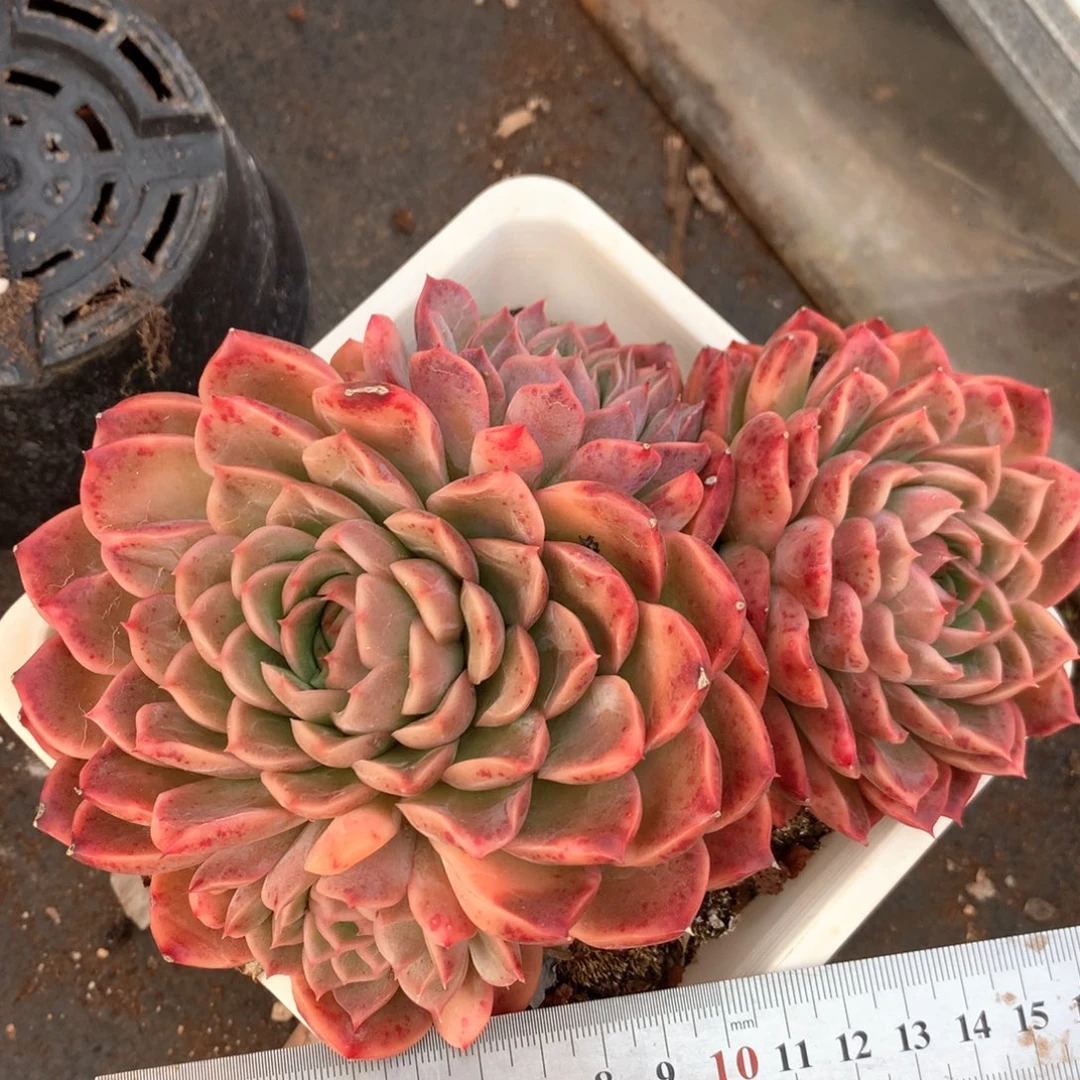 6165不包掉头整散不售后