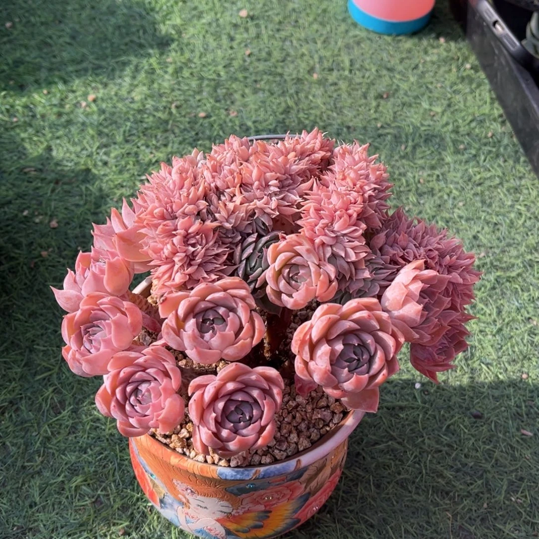 紫霞仙子一物一拍