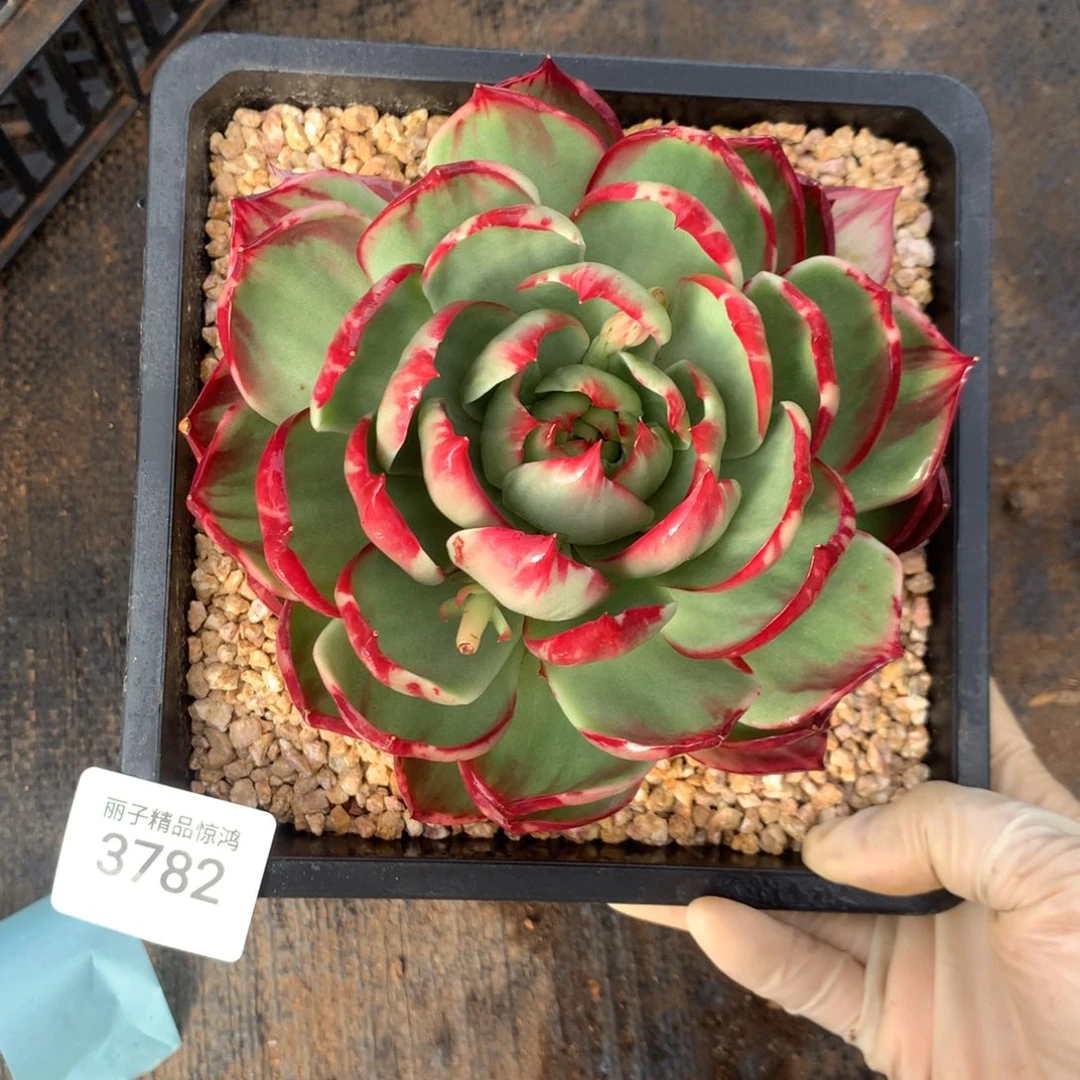 3782一物一拍14厘米