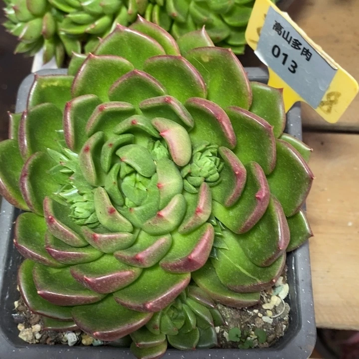 D013- 直播福利 油画