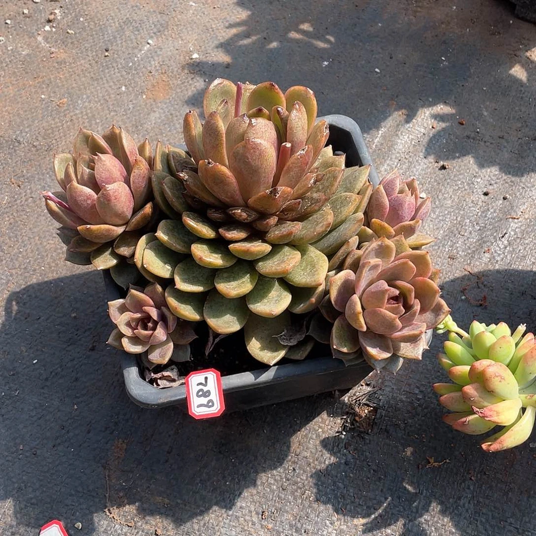 789巧克力莫斯 一物一拍多肉