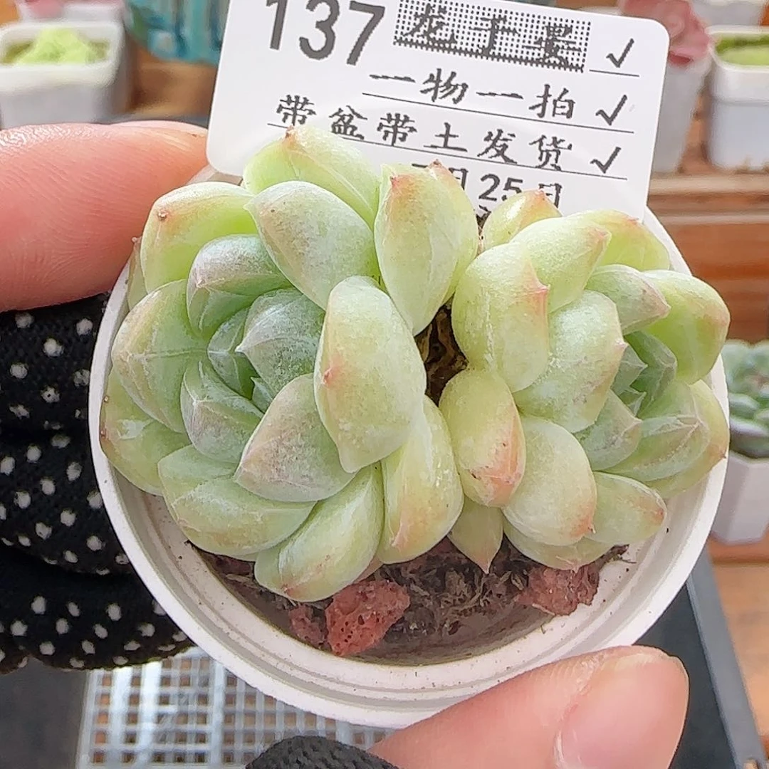多肉0726-137白桃汽水