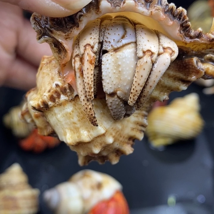 特价商品马岛深紫