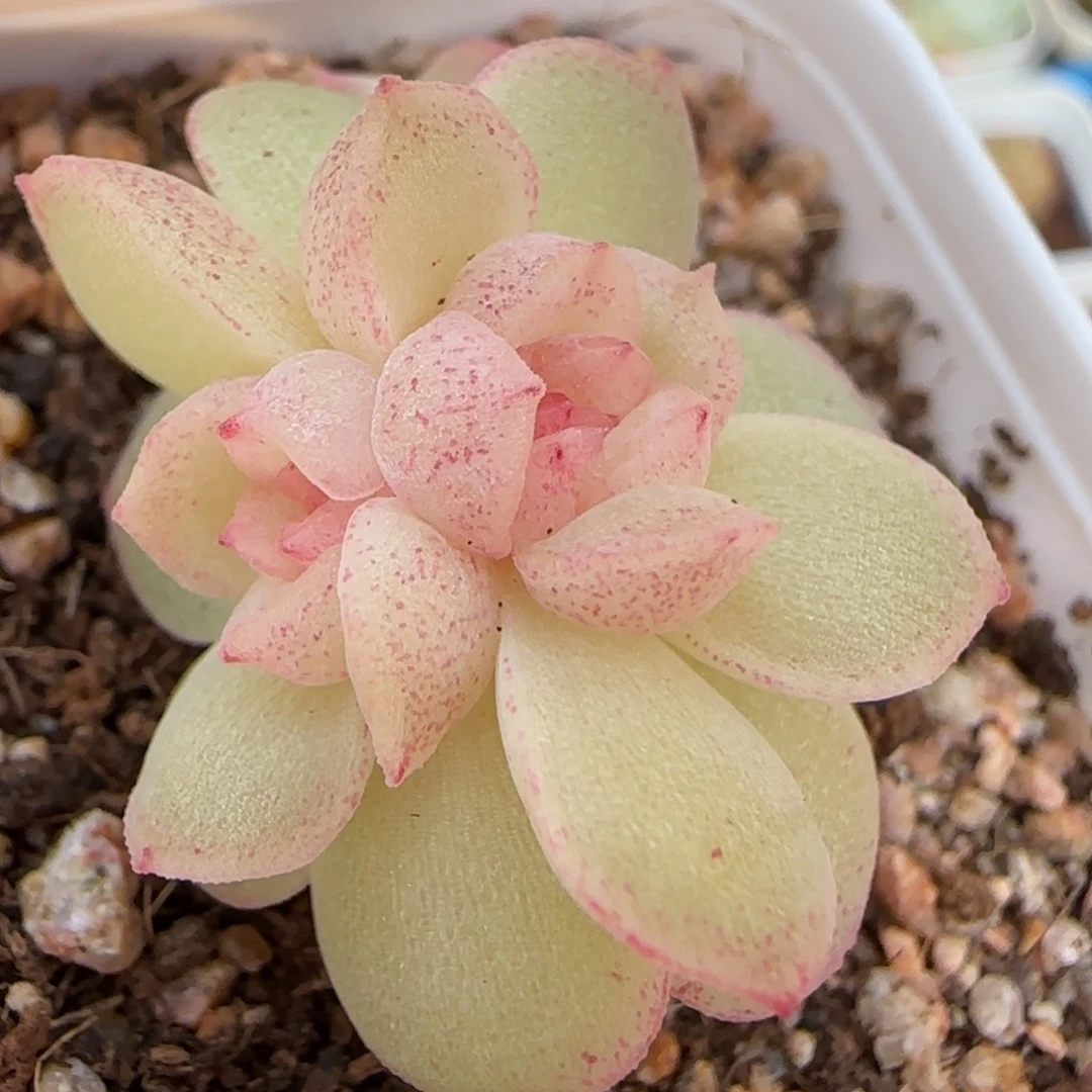 绝绝子多肉植物一颗