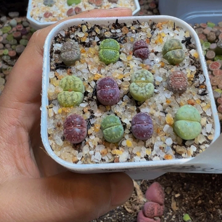 真**敌多肉葡萄的季节32