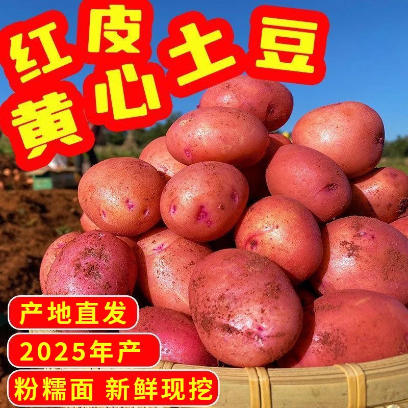 贵州红皮黄心土豆5/9斤高原露天种植粉面糯香马铃薯