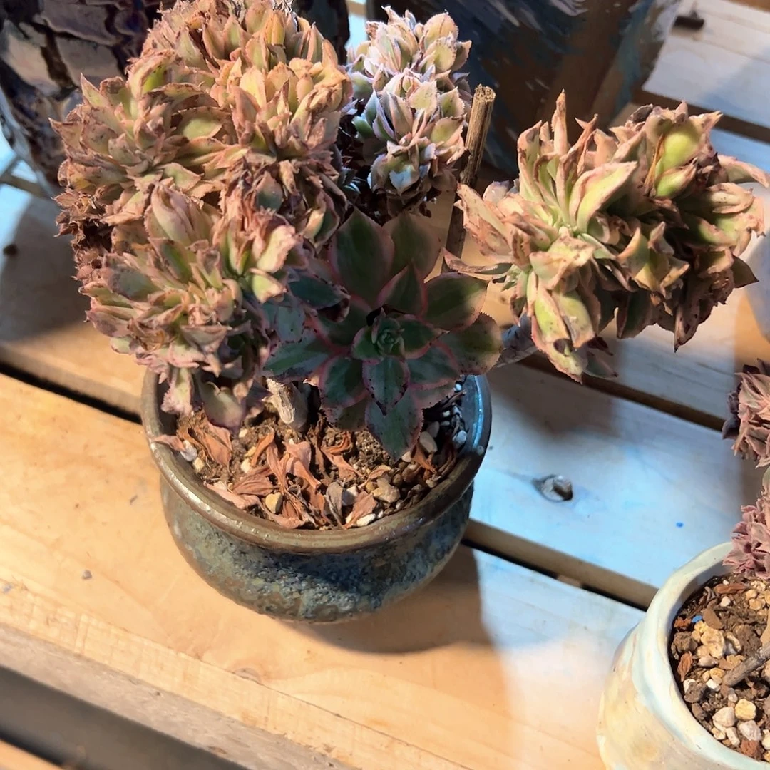 灿烂缀化老桩朵缀